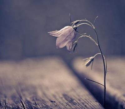 TESLİMİYETLE ÖZGÜRLEŞMEK